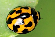 Variable Ladybird (Coelophora inaequalis)